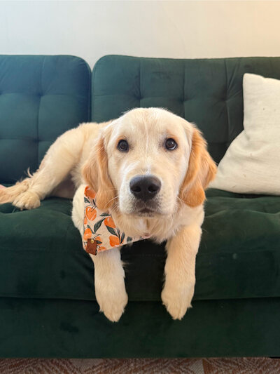 service dog