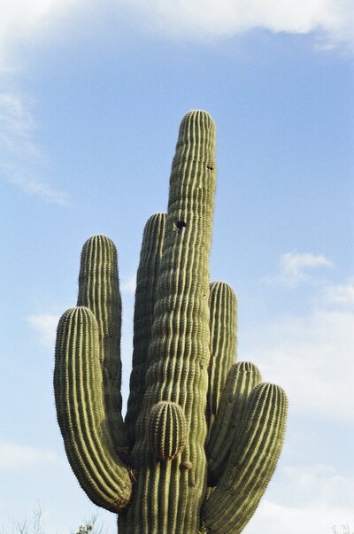 Desert landscape with a tall saguaro cactus captured during a Southwest destination wedding trip