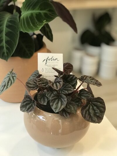Medium-Light-Peperomia caperatat schumi red