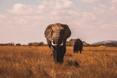 Elephant looking right at the camera