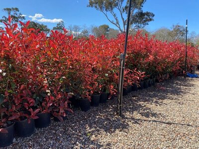 PHOTINIA RED ROBINS Photinia × fraseri