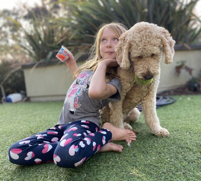 Mini Goldendoodle with Pink Collar Sitting Outdoors in the Sunlight
