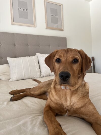 Roxie, Florida Fox Red Labs