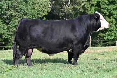 Black Hereford bull Last Man Standing
