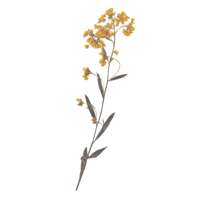 Dried yellow flower web element