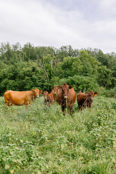 Hereford Cows at Highland Ridge Farm
