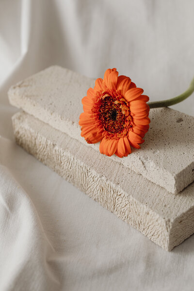 counselling services wodonga_minimalist-flower-backgrounds-floral-compositions-white-fabric-abstract-30236
