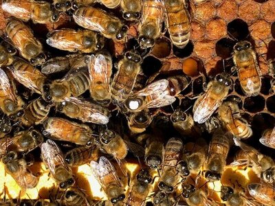 A swarm of honey bees in a bee hive health inspection