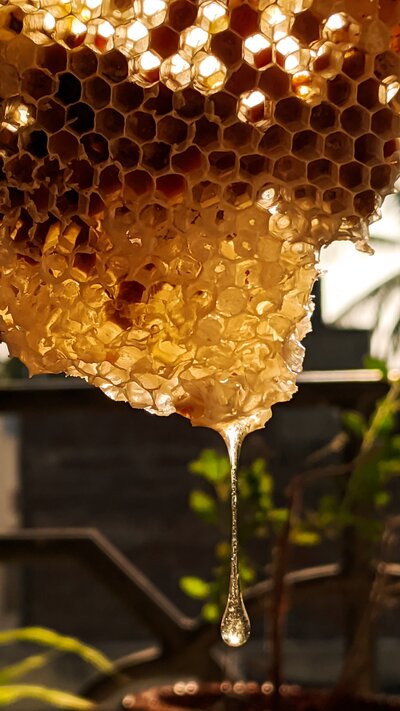 Golden honeycomb drips honey during golden hour with plants in the background.