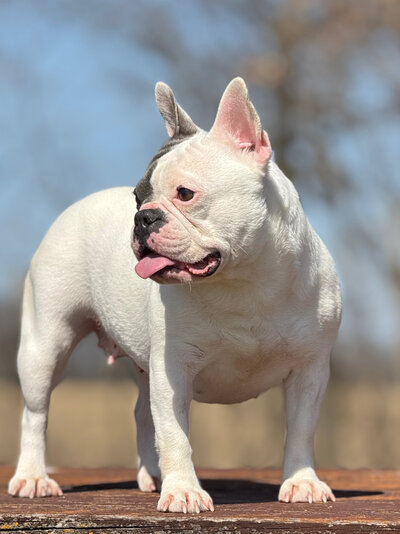 Blue Pied French Bulldog