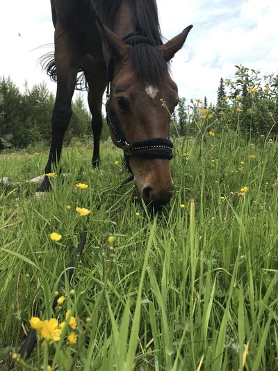 Bay horse with white star on forehead grazing peacefully in a field of green grass and yellow flowers. 
