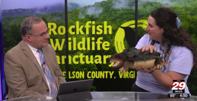 A man and a woman sit at a newsdesk with the yellow Rockfish Wildlife Sanctuary logo in the background. The woman on the right is holding a snapping turtle stuffed animal. The man on the left looks at the turtle. 