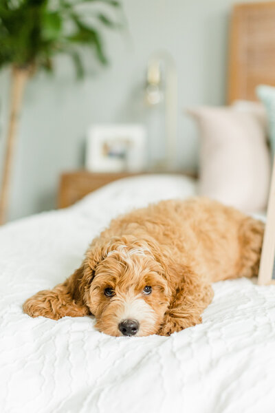 Golden doodle puppy