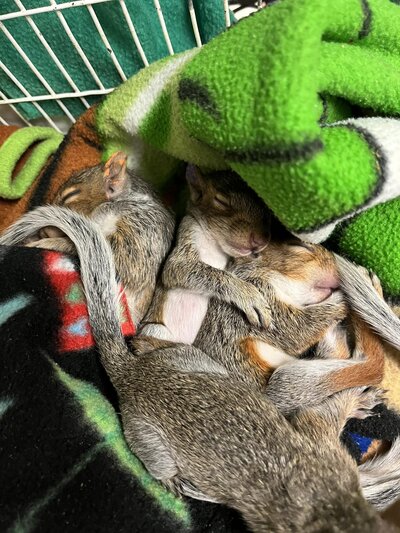 squirrel babies