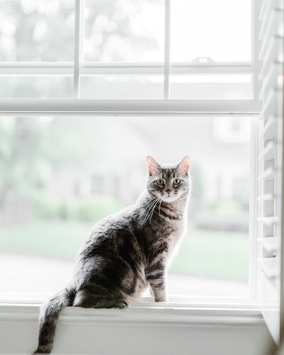 Cat enjoying time in window