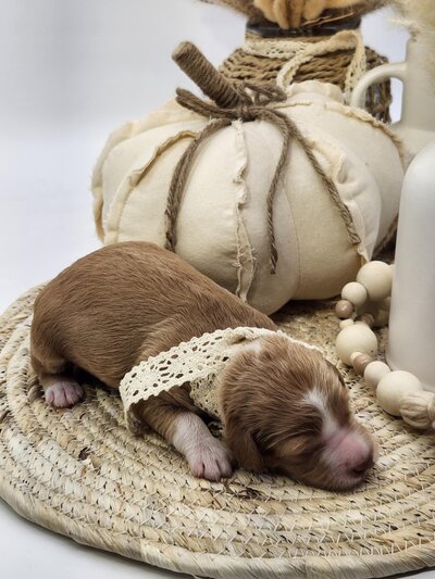 af5f8f48-d94c-4073-9191-443d1fdd4768