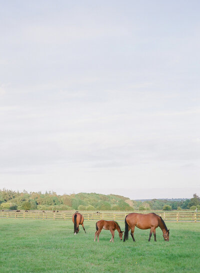 Molly-Carr-Photography-Ireland-5