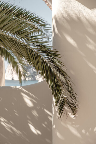 alicante-photographer-palm
