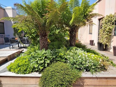 Terrasse aménagée avec palmiers et plantes