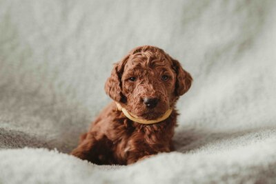 Red and Apricot Abstract Poodle-6