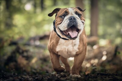 dog-8439530