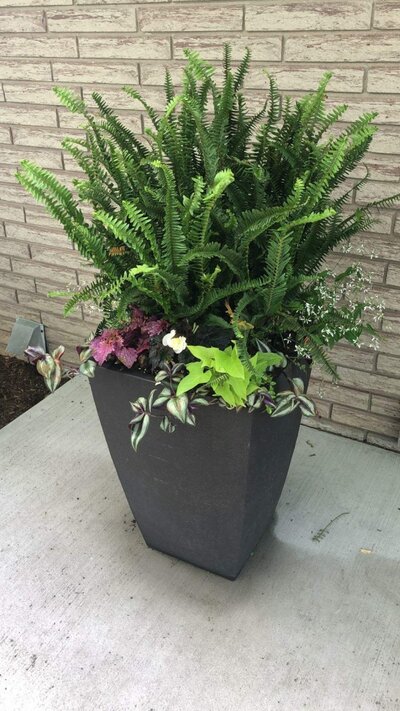 custom planters with green ferns and vines by Helena's Gardening