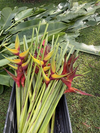 Did you know heliconia harvest