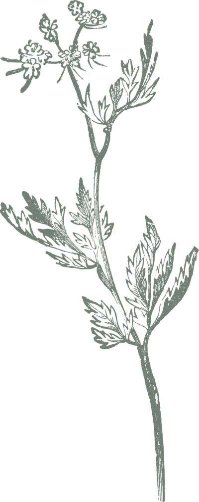 Detailed sketch drawing of a fools parsnip plant to give off a vintage vibe.