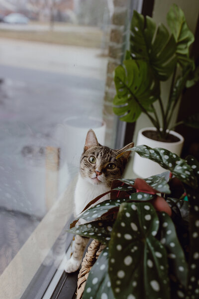 CHICAGO-PET-PHOTOGRAPHY-BY-MEGAN-SAUL-PHOTOGRAPHY-CATNAP (28 of 403)