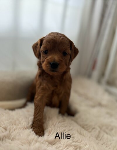 Allie petite Goldendoodle female adult size 12-15# max, wavy coat