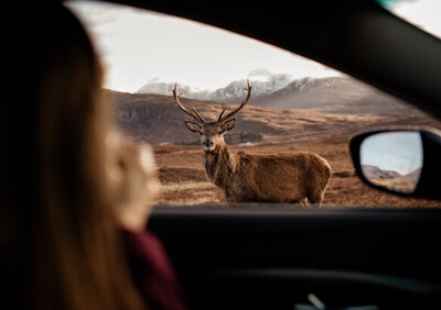 Laurène, cofondatrice de Deux Drôles d’Oiseaux, photographie un cerf depuis notre voiture dans les Highlands en Écosse – une scène spontanée entre voyage et émerveillement