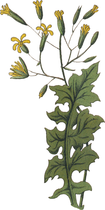 Green and Yellow flower graphic of Wall Lettuce