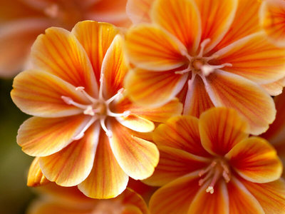 lewisia_cotyledon_hybrid