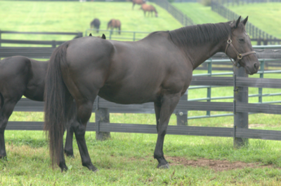 Thoroughbred mare Ocean Drive at pasture.