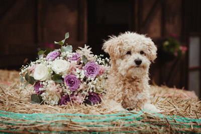 dog at wedding with bouquet