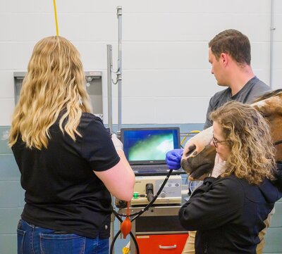 Using medical machines for equine services