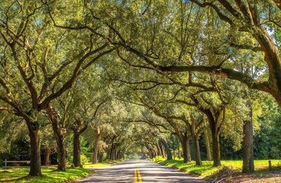 East Hill Tree Tunnel 