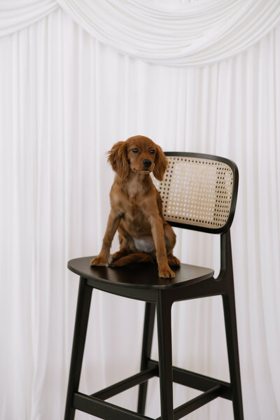 rosie day of details dog