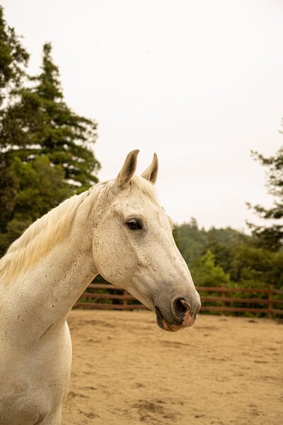 Equine Programs, Intuitive Horsemanship, Natural Horsemanship, Holistic Horsemanship