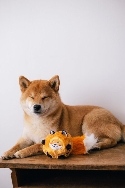 Fox Shiba Shop-3