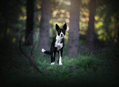 Hond in het bos