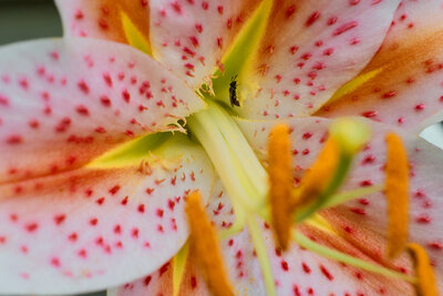 Small bug inside a lily. Macro photography