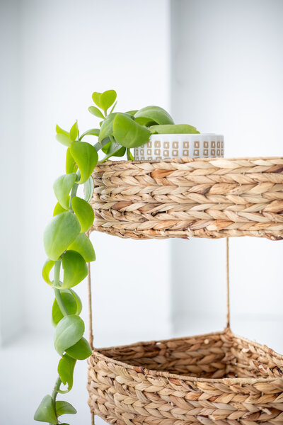 Green plant and basket close up for lifestyle studio