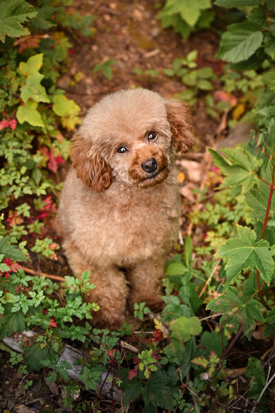 Heavenly Puppies to Love Cavapoo, Cockapoo, and Maltipoo Puppies Photo Sep 25 2025, 1 30 30 PM41