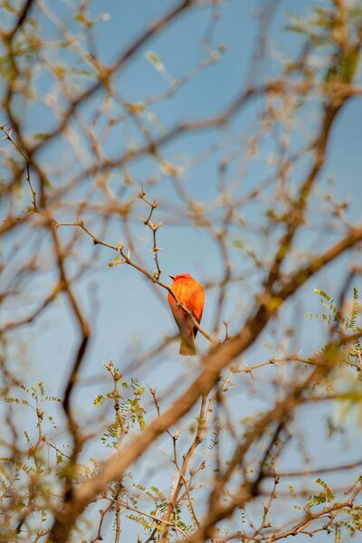 The Empty Nester Club orange bird in tree