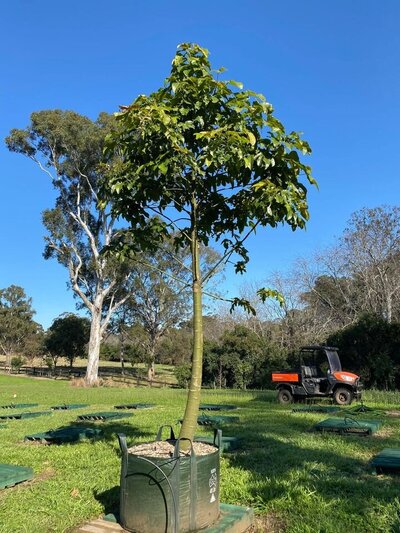 ILLAWARRA FLAME TREE Brachychiton Acerifolius