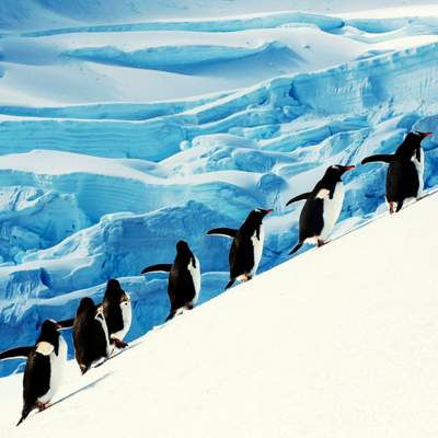 Penquins Antarctica Dec 2021