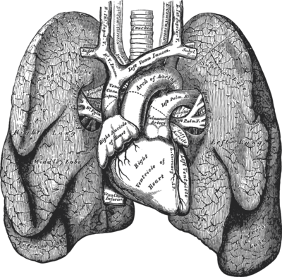 Gray intricate, vintage-style heart illustration