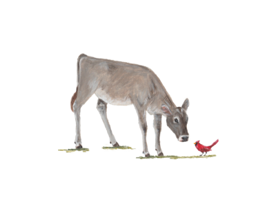brown swiss calf with red bird
