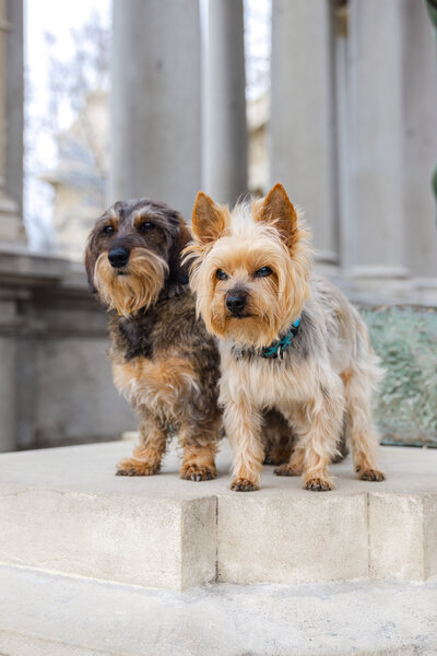 Aliza's Dogs